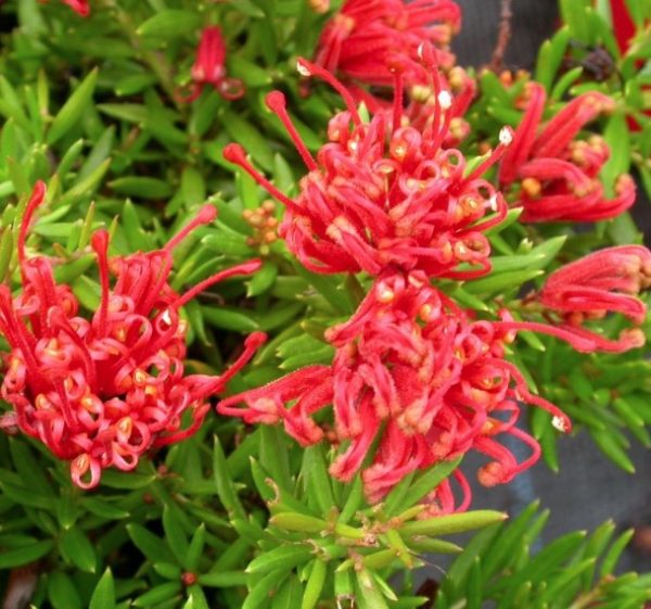 Grevillea Red