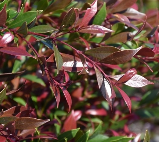 Syzygium australe Cherry Bomb
