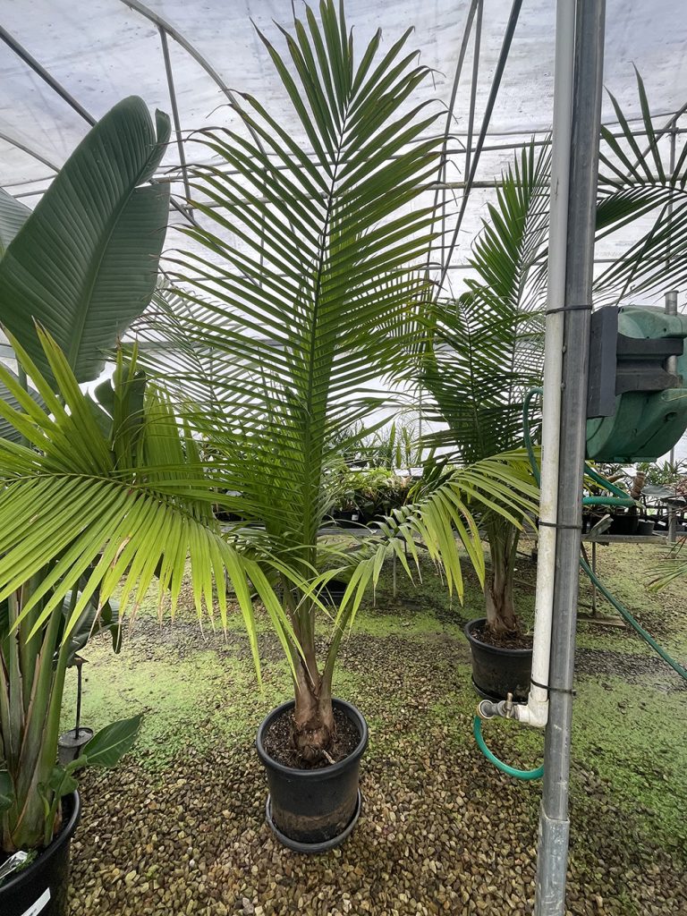 Palm Trees for Sale Melbourne Plants for Spaces