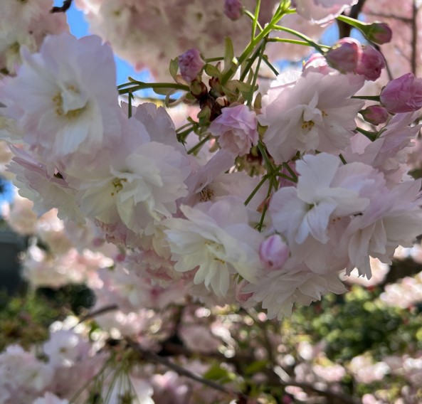 Japanese Cherry Mt Fuji