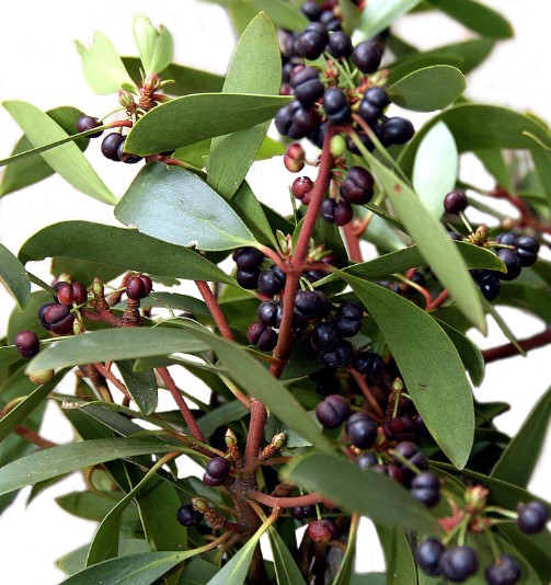 Tasmanian Mountain Pepper