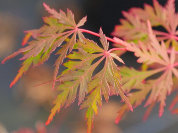 Acer palmatum dissectum Autumn Fire