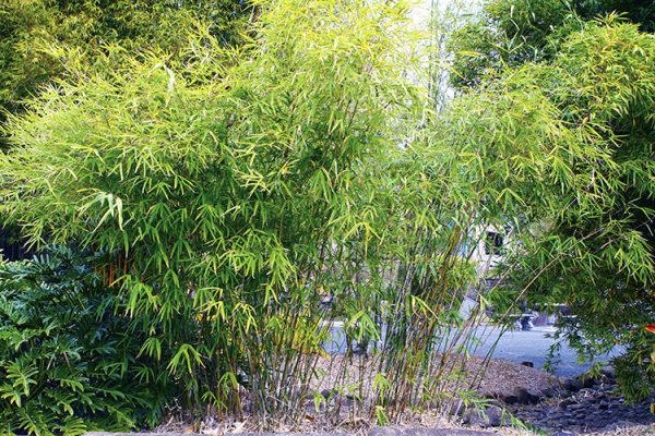 Weeping Bamboo