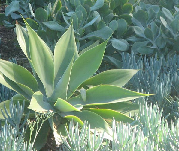 Foxtail Agave in Blue Chalk Stick Surrounds