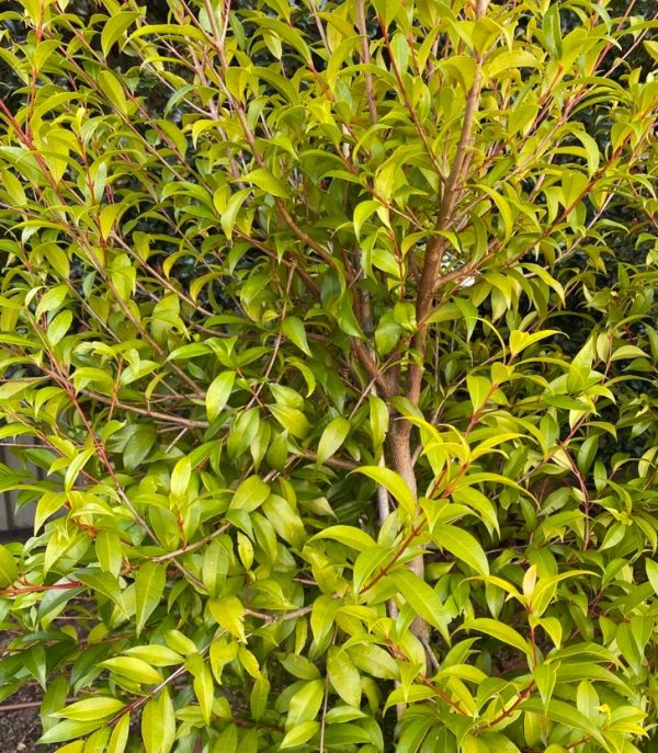 Syzygium australe Brush Cherry