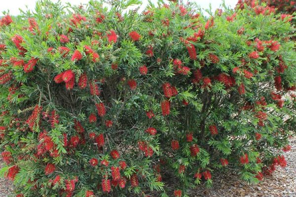 Weeping Bottle Brush Hedge