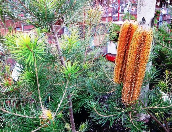 Banksia Giant Candles