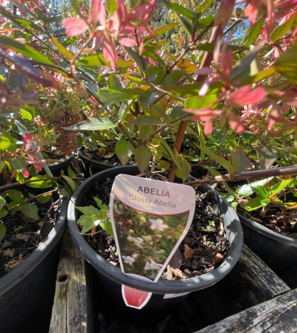 Abelia Grandiflora