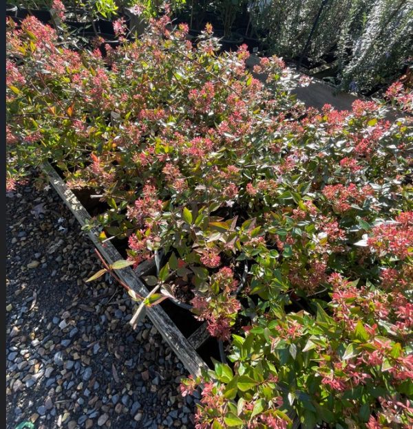 Abelia grandiflora