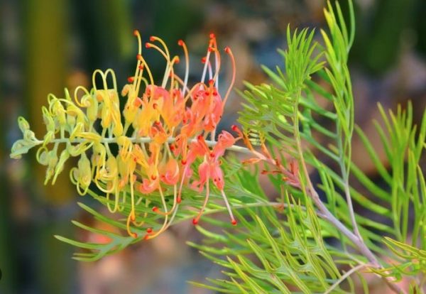 Grevillea Peaches and Cream