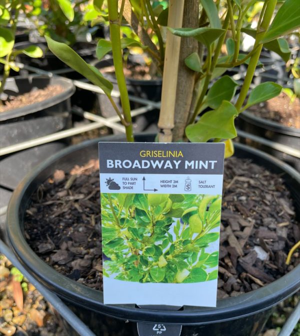 Griselinia Broadway Mint Plant