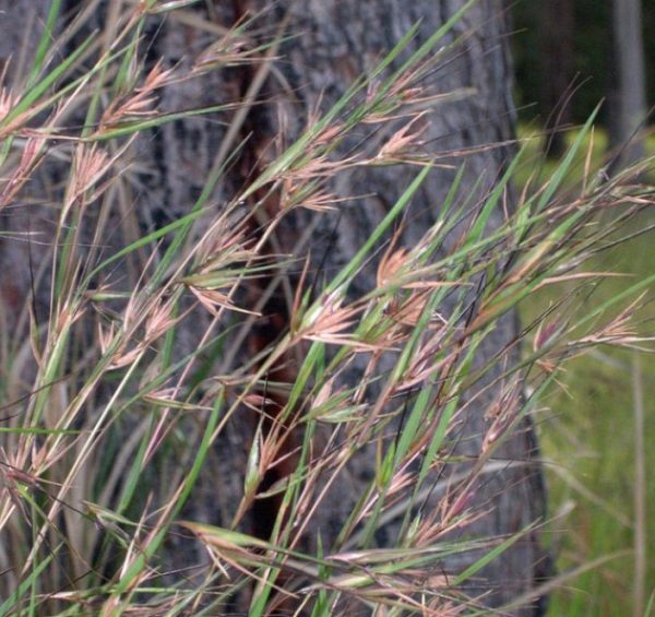 Kangaroo Grass