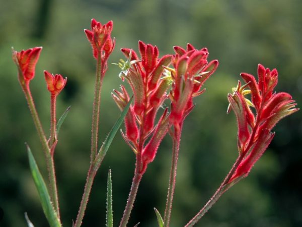 Red Kangaroo Paw Bush Ballad