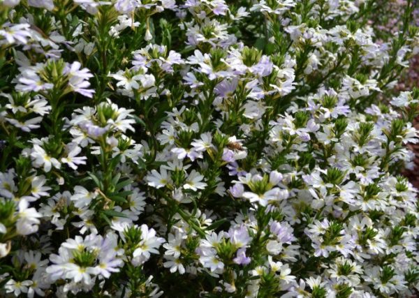 Scaevola Fairy White