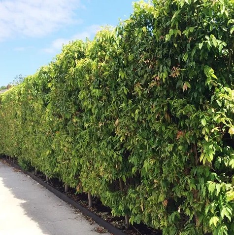 Hedging and Screening Lilly Pilly