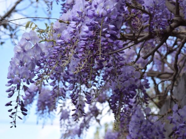 Wisteria sinensis Chinese Wisteria