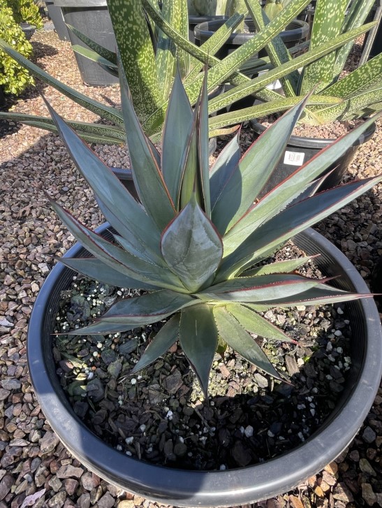 Agave Blue Glow