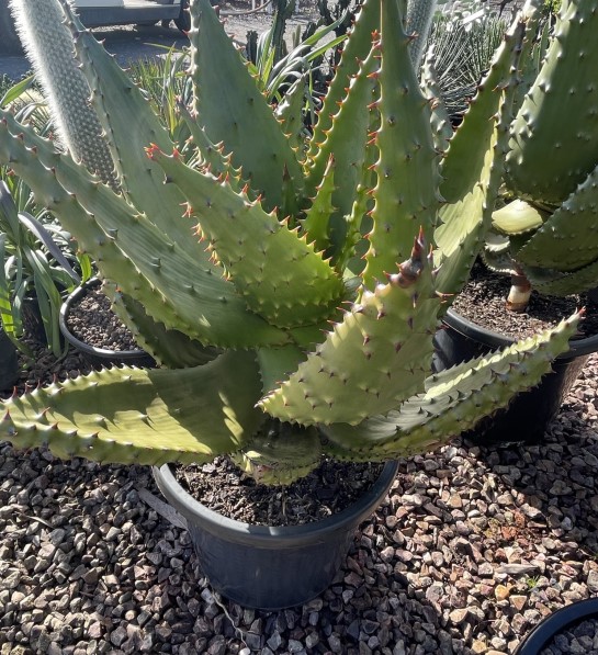 Aloe marlothii