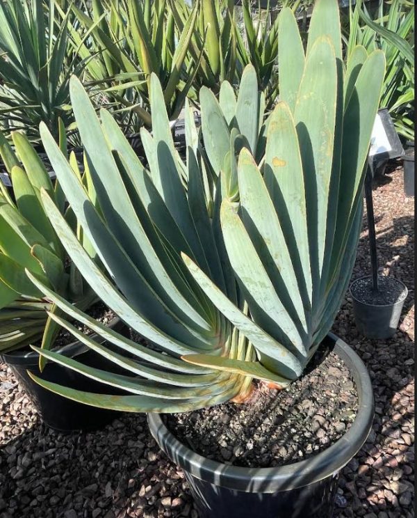 Fan Aloe