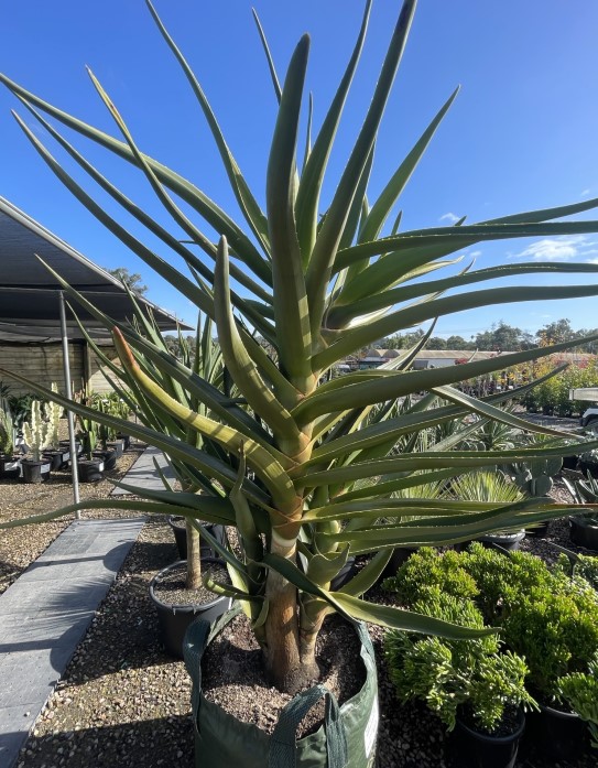 Tree Aloe Plants for Spaces