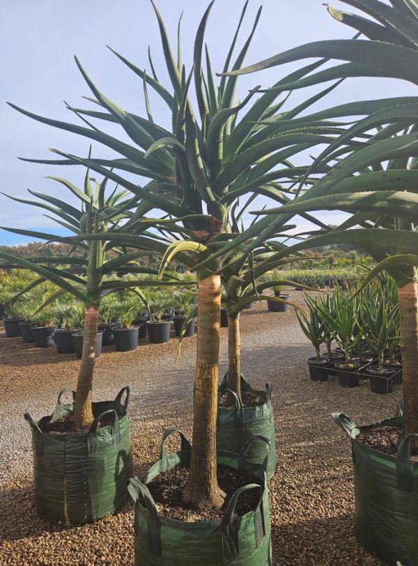 Tree Aloe
