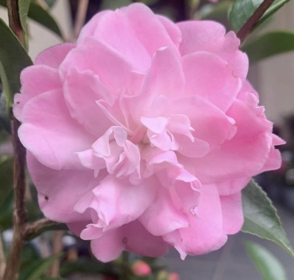 Camellia hybrida Sweet Jane