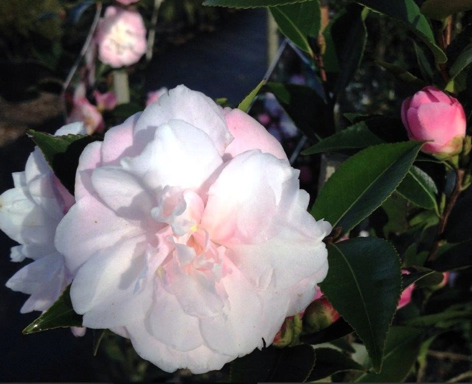 Camellia-Sweet-Jane-Flower Camellia Sweet Jane