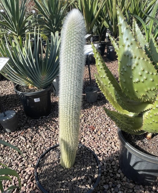 Silver Torch Cactus