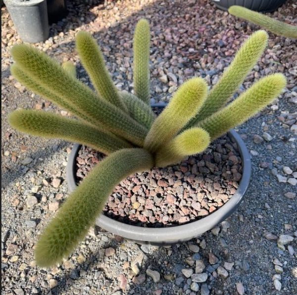 Golden Rat Tail Cactus