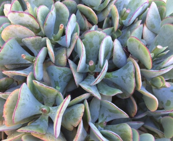 Blue Bird Succulent