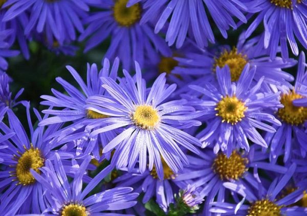 Aster frikartii monch