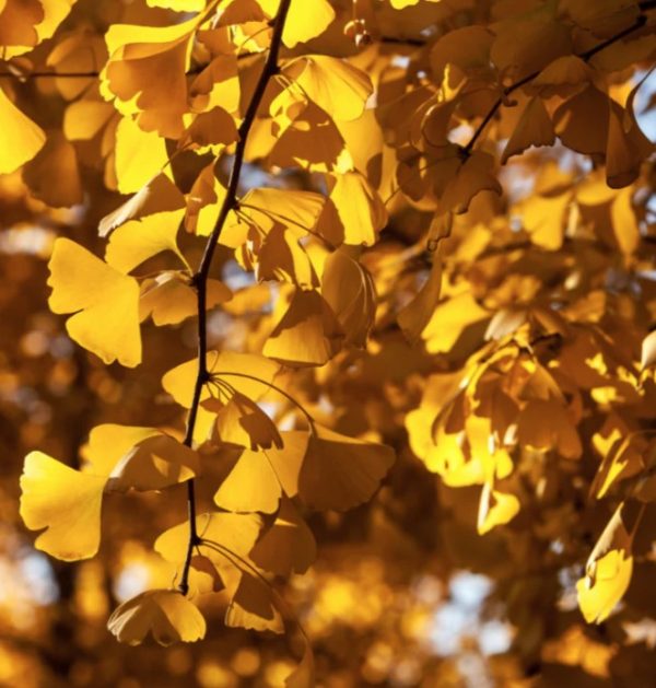 Ginkgo Lemon lime Spire