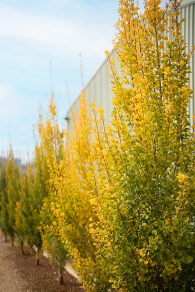 Ginkgo biloba Lemonlime Spire