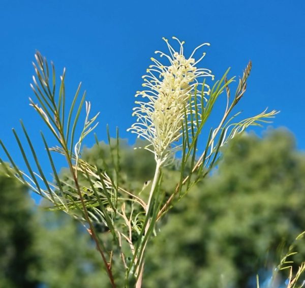 Grevillea Moonlight