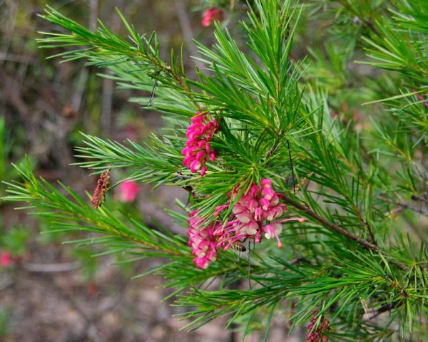 Grevillea rosmarinifolia