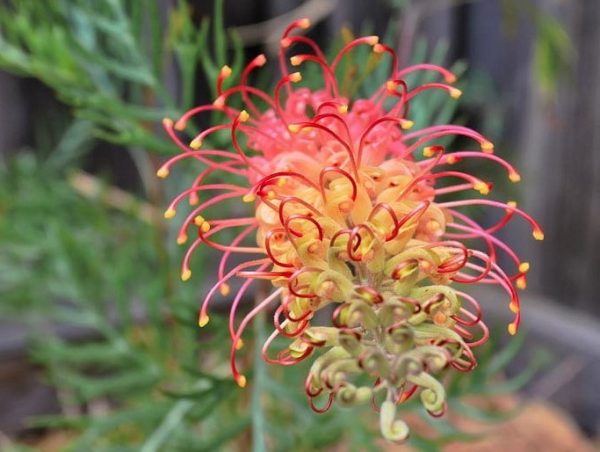 Grevillea banksii bipinnatifida Superb