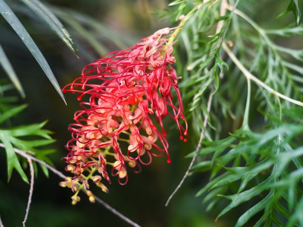 Grevillea Ned Kelly