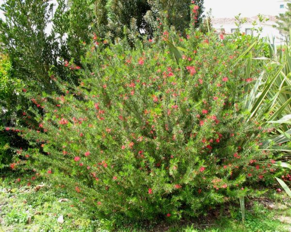 Rosemary Grevillea