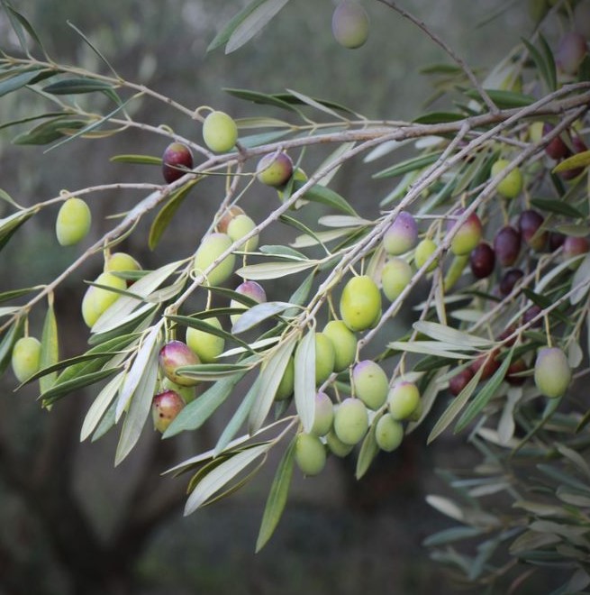 Olive Picholine Plants For Spaces Olive Picholine Plants For Spaces