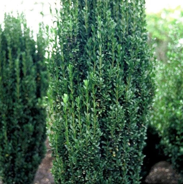 Ilex crenata fastigiata