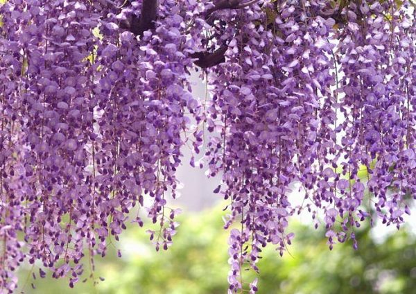 Wisteria floribunda