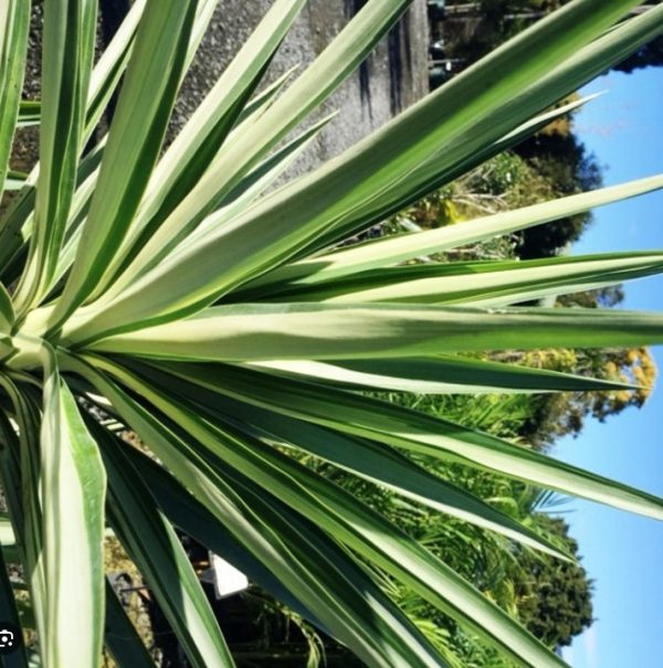 Yucca