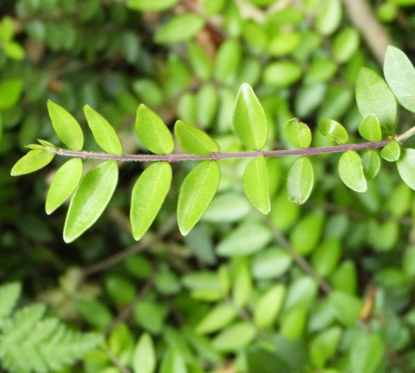 boxleaf honeysuckle