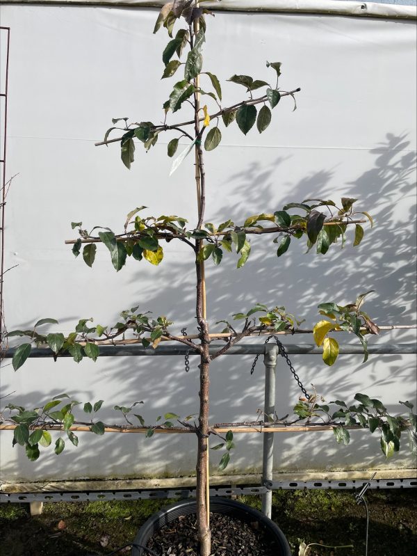 Apple Pink Lady Espalier