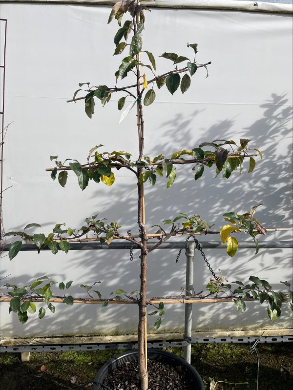 Apple Gala Espalier