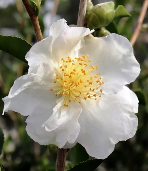 Camellia sasanqua Setsugekka