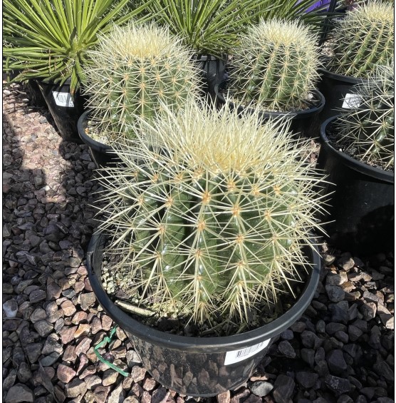 Golden Barrel Cactus