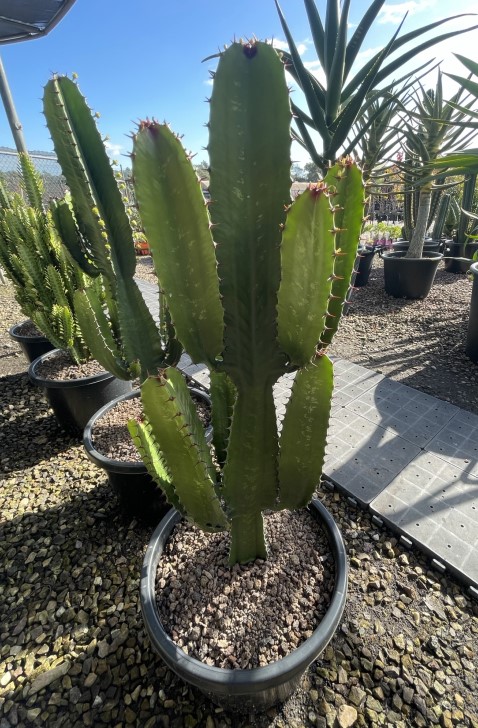 Succulents & Cacti