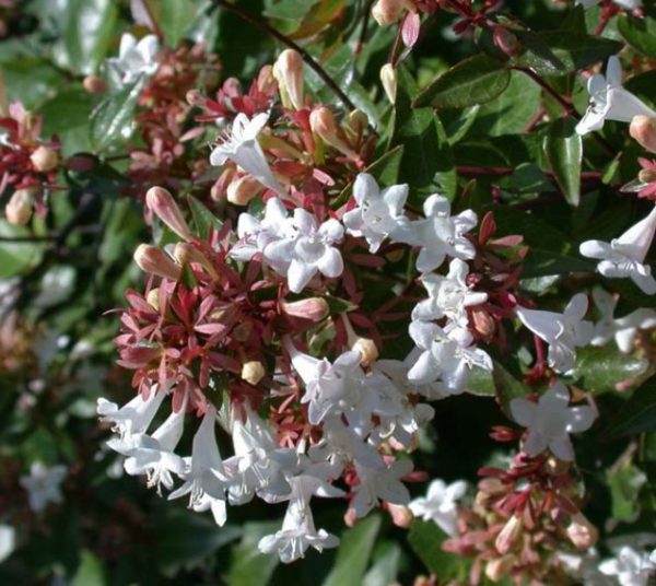 Dwarf Glossy Abelia Nana