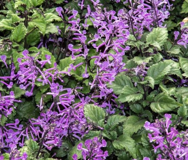 Plectranthus hybrida Mona Lavender